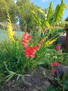 Photo de galerie - Massif de glaïeuls devant bananiers.