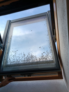 Photo de galerie - Nettoyage de vitres 