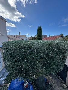 Photo de galerie - Taille Olivier 
