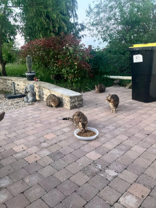 Photo de galerie - Bien être des animaux 