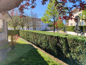 Photo de galerie - Taille de haie