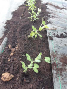 Photo de galerie - Repiquage d'Haricots 
