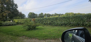 Photo de galerie - Taille haie avec rabattage plateau 