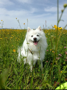 Photo de galerie - Garde chien