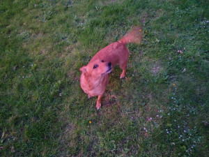 Photo de galerie - Garde chien