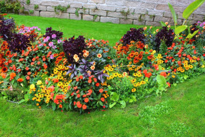 Photo de galerie - Massif annuelle { strobilanthe;chleome; zinnia; alternanthera..