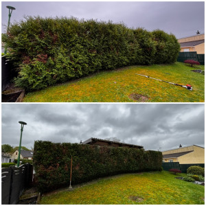 Photo de galerie - Taille de haie de thuyas 