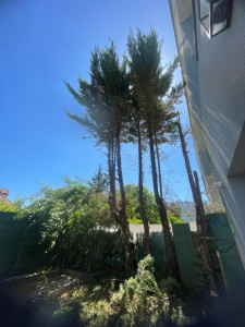 Photo de galerie - Elagage et coupe d'arbres