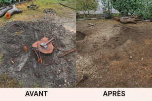 Photo de galerie - Avant/ après d’une souche d’un cerisier 