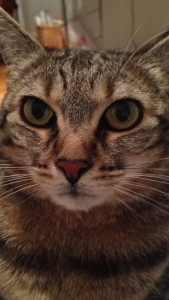 Photo de galerie - J’ai grandi avec un chat, j’ai adoré m’en occuper !