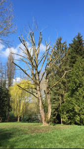 Photo de galerie - Bonjour je vous propose mes services on abattage taille