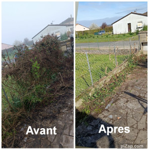 Photo de galerie - Suppression d'une haie qui a poussé sur un grillage 