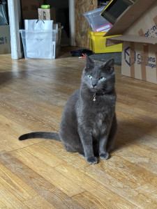 Photo de galerie - Garde de 2 chats au domicile du propriétaire 