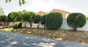 Photo de galerie - Taille d’arbuste