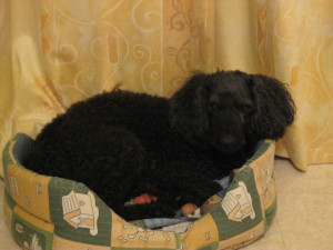 Photo de galerie - Garde de chien