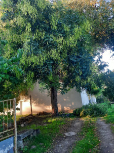 Photo de galerie - élagage d'arbres 