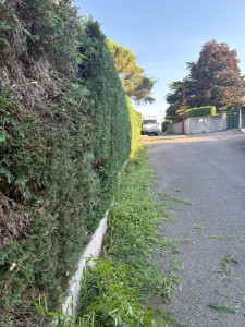 Photo de galerie - Entretien haies cyprès 