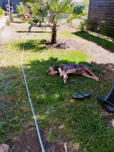 Photo de galerie - Jardin clôturé


