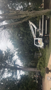 Photo de galerie - Étêtage