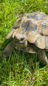 Photo de galerie - Pastèque ?