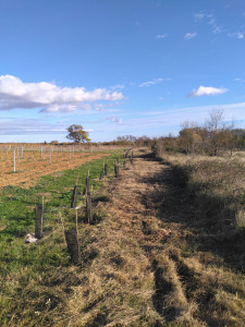 Photo de galerie - Débroussaillage et plantation de haie