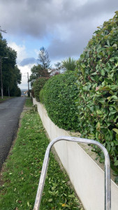 Photo de galerie - Taille de haie en boule 