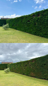 Photo de galerie - Taille de haies et d'arbustes