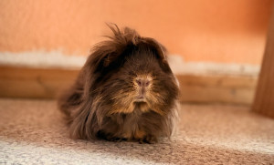 Photo de galerie - Prendre soin des petits compagnons