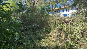 Photo de galerie - Elagage et coupe d'arbres