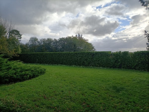 Photo de galerie - Remise en forme d'une haie