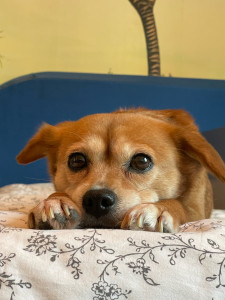 Photo de galerie - Garde de Laika à mon domicile 