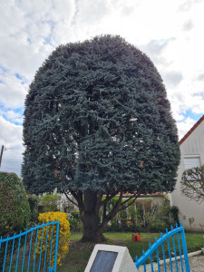 Photo de galerie - Taille d’un cèdre en boule