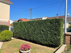 Photo de galerie - Taille de haie 