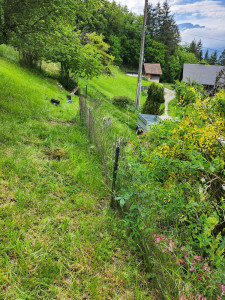 Photo de galerie - Vielle clôture sur terrain en pente et au sommet d'un mur de soutainenement de 2 m de Haut . 
piquet de la clôture bétonné dans le mur.  

