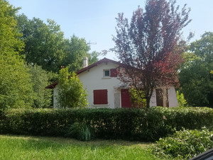 Photo de galerie - Taille d'une haie vieillissante 
