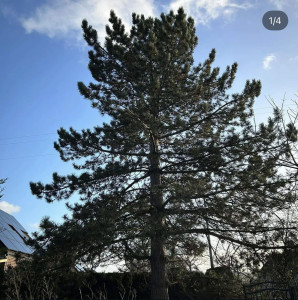 Photo de galerie - Elagage et coupe d'arbres