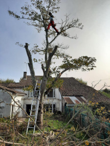 Photo de galerie - Elagage