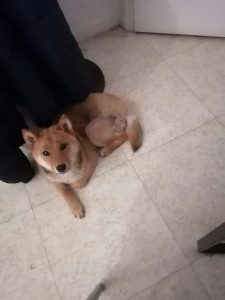 Photo de galerie - Garde chien