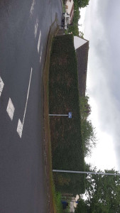 Photo de galerie - Taille de haies et d'arbustes