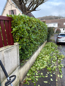 Photo de galerie - Taille de haie 