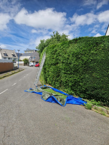Photo de galerie - Taille de haies et d'arbustes