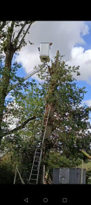 Photo de galerie - élagage etêtage 