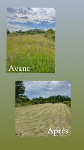 Photo de galerie - Débroussaillage rafraîchissement terrain