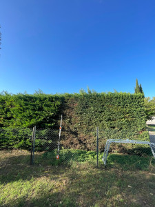 Photo de galerie - Taille de haies et d'arbustes