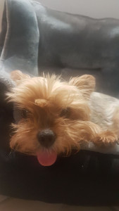 Photo de galerie - Je  promène et garde vos animaux  le temps de vos déplacements , week-ends etc...