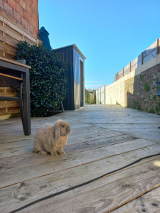 Photo de galerie - Mon lapin profitant en toute sécurité de la terrasse et du petit coin jardin en toute sécurité.