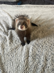 Photo de galerie - Garde animaux