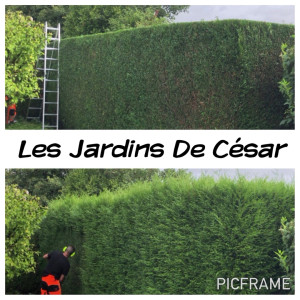 Photo de galerie - Taille d’une haie de cyprès 