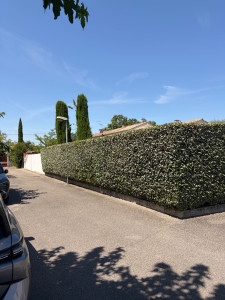 Photo de galerie - Taille de haie 