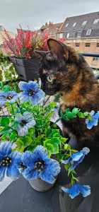 Photo de galerie - Garde chat